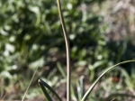 Bulbinella latifolia subsp. latfolia