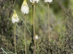 Bulbinella eburniflora