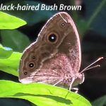 Black-haired Bush Brown
