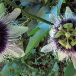 Passion fruit flowers