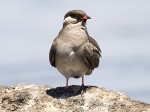 Rock pratincole